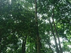 -南宁良凤江国家森林公园