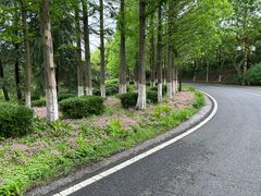 -宜兴龙背山森林公园