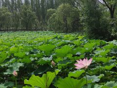 -西安浐灞国家湿地公园