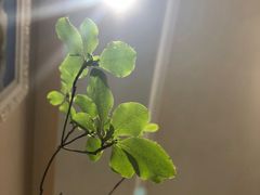-双季花艺园艺市场(浦东店)