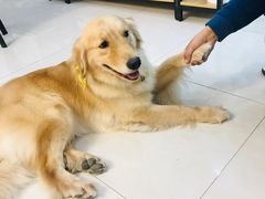 -翊宠yipet猫狗购宠庄园犬舍•猫舍