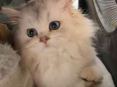 -宠颐生宠物医院·心肾内科·猫专科诊疗中心宠巢店