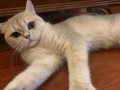 -Bastet sally猫舍购宠(静安店)