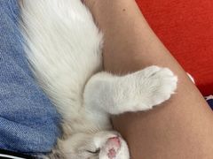 -瑞鹏宠物医院·夜间急症·心超·猫科(祖庙分店)