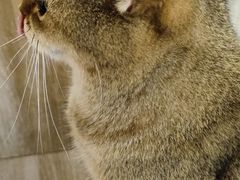 -藏猫猫咖啡主题馆(中央大道店)