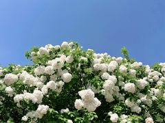 -上海滨江森林公园