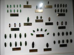 -上海昆虫博物馆