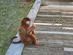 -大连森林动物园