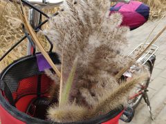 -天津东丽湖风景区