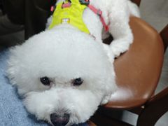 -顺德火焰醉鹅坊(珠海店)