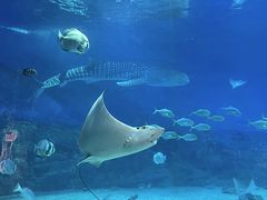 -烟台海昌鲸鲨海洋公园