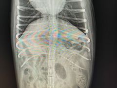 -爱侣宠医·鹦鹉专科·小型哺乳类·异宠专科(灵石路店)