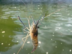 -DGE季风钓虾营地·团建·聚会