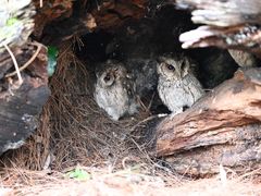 -云南野生动物园