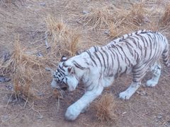 -济南野生动物世界