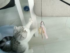 -喵的天空名猫咖啡馆·撸猫·猫舍·用品