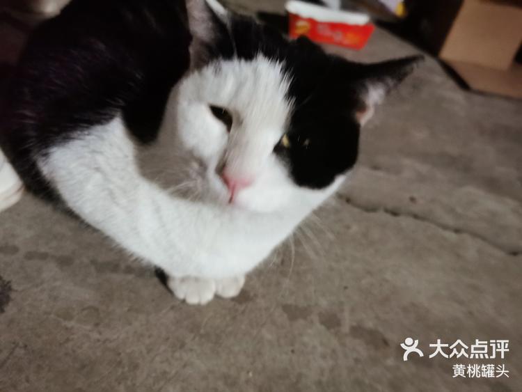 大小眼的小猫咪