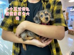 -翊宠yipet猫狗购宠庄园犬舍•猫舍