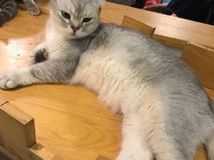-猫小院猫主题咖啡厅(北锣店)