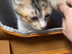 -瑞派先诺宠物医院•猫专科•普外科•中兽医(佛山院)