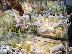 -青石桥花鸟鱼虫市场(叠翠城店)