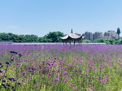 -杭州城北体育公园