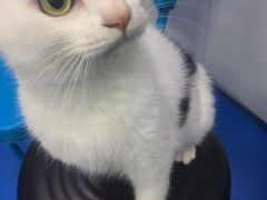 -佳怡动物医院·平价24小时·猫专科骨外科