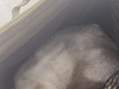 -谐和益家动物医院·免疫绝育·血液透析·宠保定点医院(高新伊藤分院)