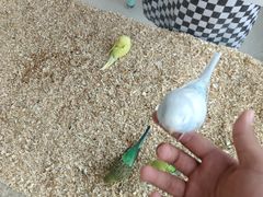 -怪兽屋·羊驼·猫咖·狗咖(俊华广场店)