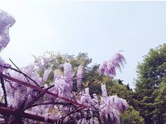 -嘉定紫藤园