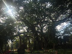 景点-瑞丽独树成林风景区