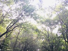-紫金山山顶公园