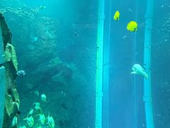 -迪拜水族馆及水下动物园