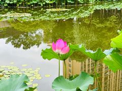-陈家山荷花公园