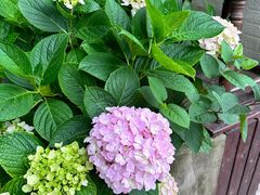 -铁山坪森林公园