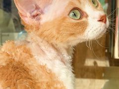 -可蒙动物医院·猫科·骨科中心(首义路店)