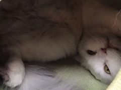 -猫和宫(六道口店)