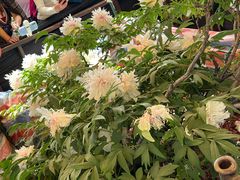 -洛阳市隋唐城遗址植物园