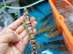 -正能量1号海鲜加工店