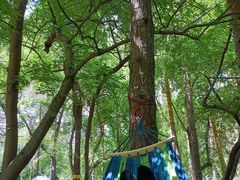 -黑龙江省森林植物园
