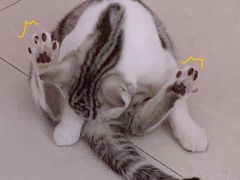 -袖虎·猫馆(体育西路店)