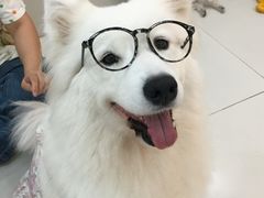 -汪说·狗咖·拼豆·宠物周边DIY(旺城大厦店)