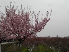 -金卉庄园