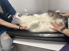 -萌兽医馆·宠物医院·猫骨科(创景店)