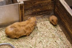 -酷嗒动物文化乐园(cutezoo西溪乐天城店)