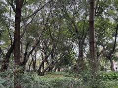 -王借岗森林公园