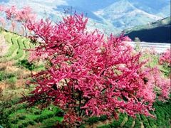-无量山自然风景保护区