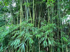 -香竹农庄•传统竹筒饭(十年店)