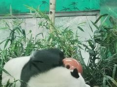 -广州动物园