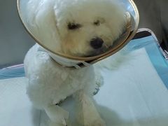 -萌兽医馆·犬猫专科·眼科中心·宠物医院(朝阳门分院)